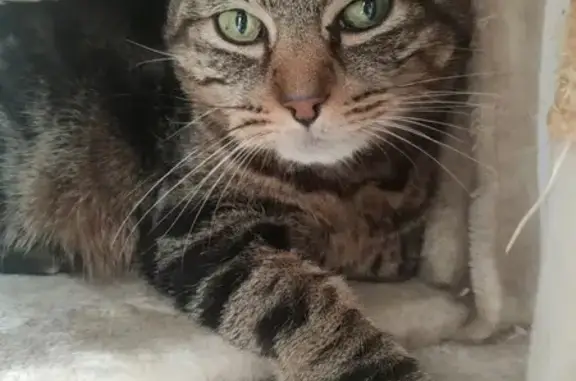 Chat européen gris rayé perdu à Obernai - photo