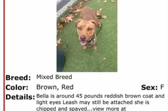 Lost Tan Pit Mix on Woodland Drive