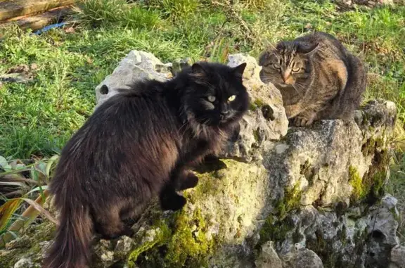 Animaux trouvés , photo: Chat noir câlin trouvé à Cieurac