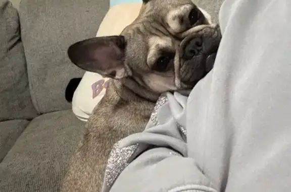 Lost: Fawn French Bulldog in Brandon