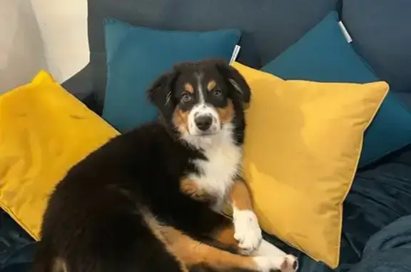 Chiot berger australien perdu à Combrit - photo