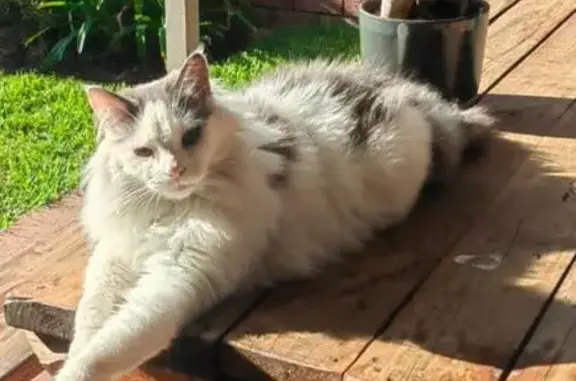 Lost Maincoon: White & Grey, Greenwood St.