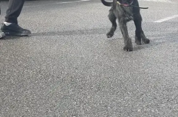 Chien griffon mâle trouvé à Gannat - photo