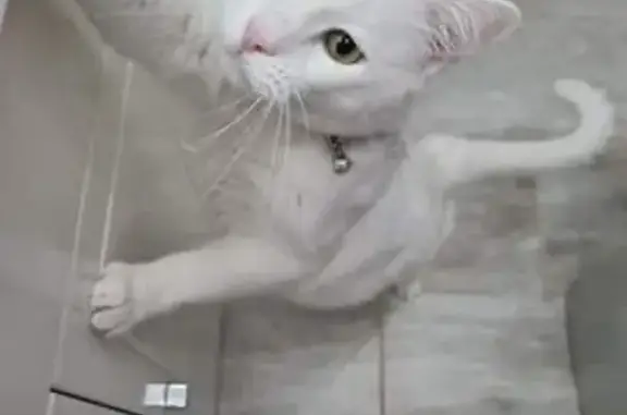 Chat perdu, , photo: Chat blanc disparu à Carentan-les-Marais