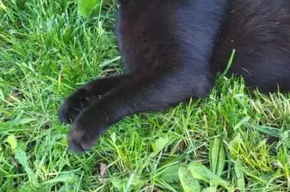 Chat noir mâle perdu le 07/01 à Bost - photo