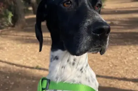 Perro Bretón perdido en Utrera: ¡Ayúdanos!