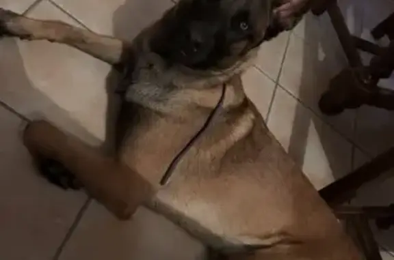 Animaux perdus Saint-Désirat, photo: Malinois fauve perdu à Saint-Désirat