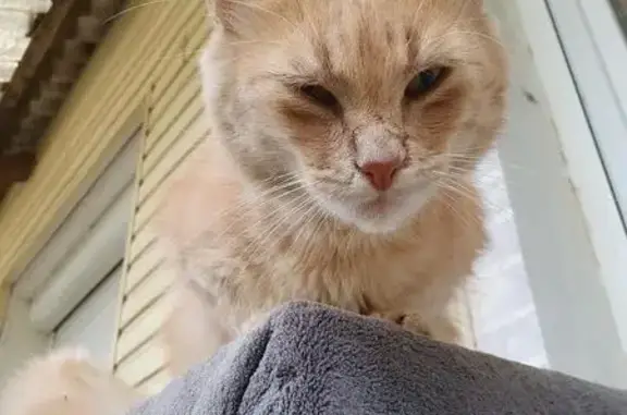 Chat trouvé , photo: Chat roux trouvé, mi-sauvage, La Croix Frondière