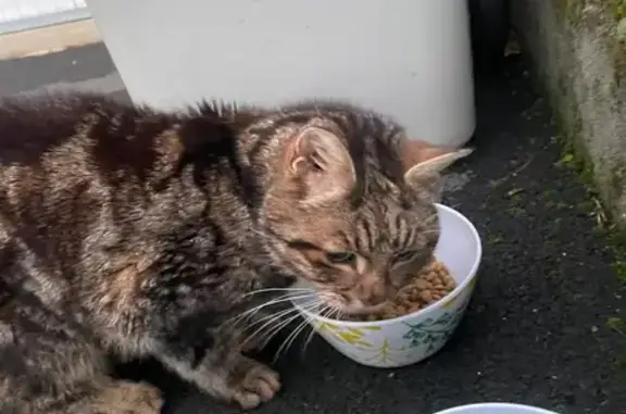 Chatte âgée maigre trouvée à Montaigu - photo