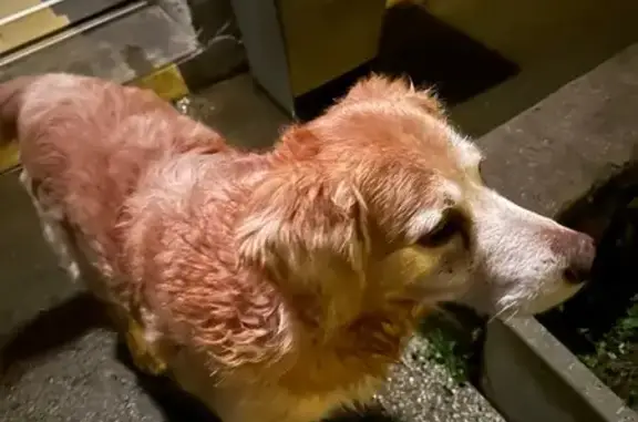 Chien trouvé Estrées, photo: Golden Retriever mâle trouvé à Estrées
