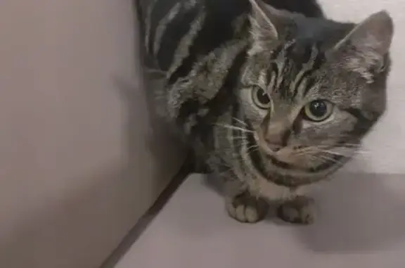 Chat tigré sociable trouvé à Niort - photo
