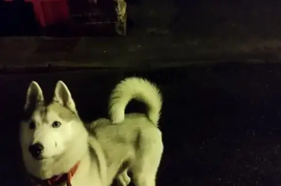 Chien trouvé Montivilliers, photo: Husky mâle trouvé Rue des Aulnes