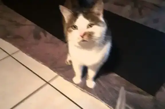 Chat trouvé : mâle gentil et peureux - photo