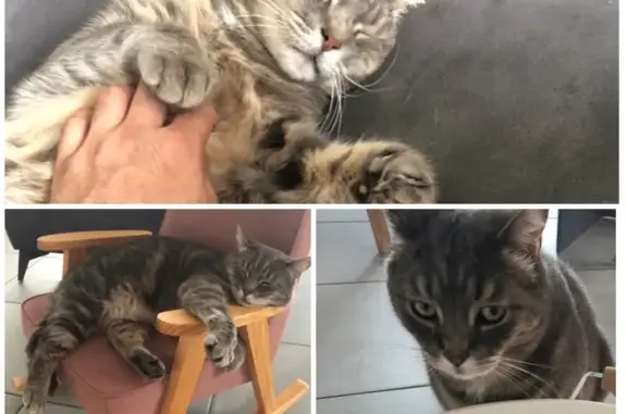 Chat européen mâle perdu à Anthy-sur-Léman - photo