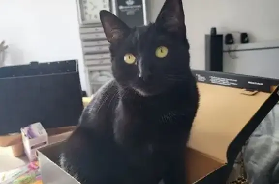 Animaux perdus Marmande, photo: Chatte noire perdue, montée dans un camion