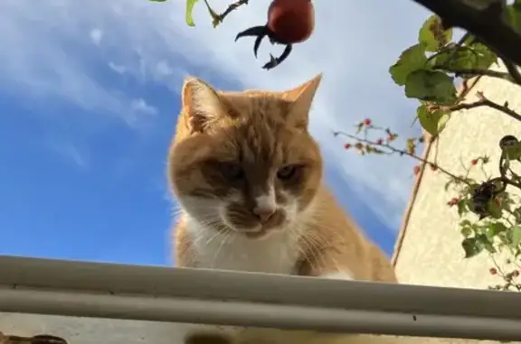 Chat trouvé Mèze, photo: Chat trouvé, affectueux, Chemin des Montarels