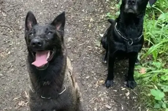 Chiens perdus à Brax, impasse Terrouges - photo