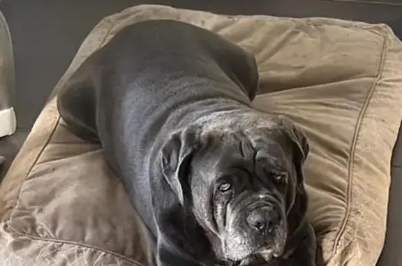 Chienne cane corso grise perdue à Combourg - photo