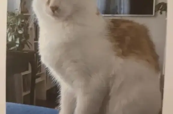 Animaux perdus Saint-Jean-le-Blanc, photo: Chat européen blanc-roux perdu à St-Jean