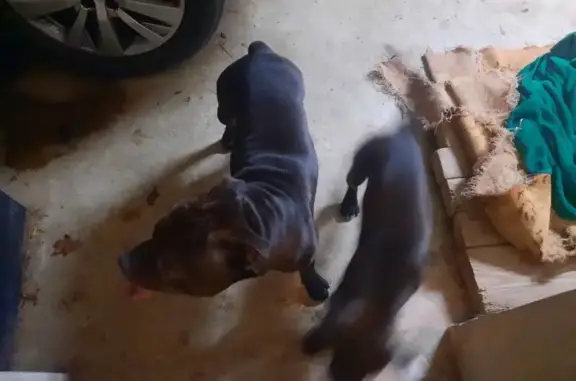 Animaux trouvés Auzouer-en-Touraine, photo: Chien trouvé : 1 adulte et 1 chiot staff