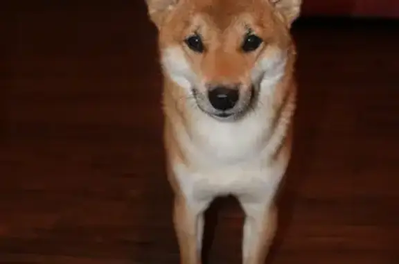 Shy Shiba Inu Missing in Lawrenceville