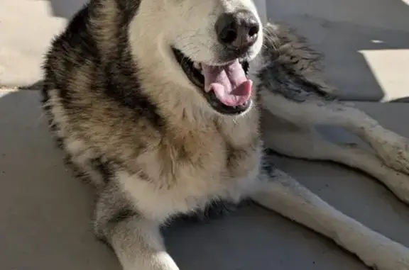 Found: Unique Husky Mix in Glendale