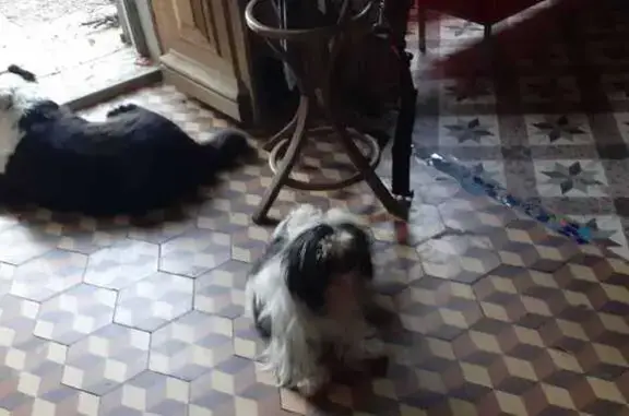 Chien perdu , photo : Harold, shi tsu aveugle perdu à Pépieux