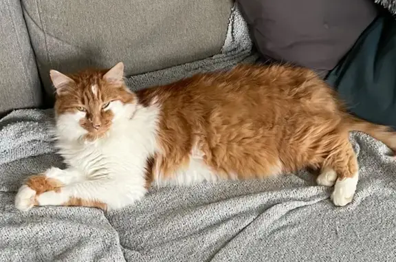 Animaux perdus Orbec, photo: Chat roux et blanc perdu à Orbec