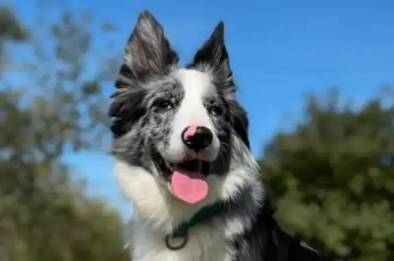 Chien perdu Toulouse, photo : Border Collie noir et blanc perdu à Toulouse