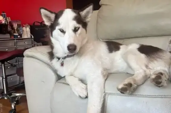 Lost Husky: White/Brown on Cedarville Rd