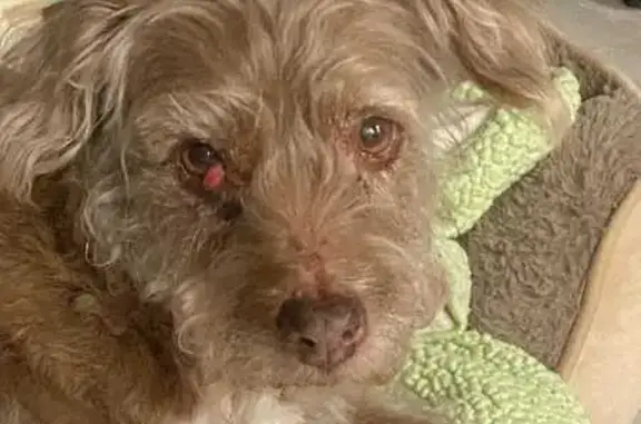 Help Find Trixie: 15-Year-Old Terrier