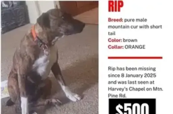 Lost Dog: Rip the Brindle Cur, Orange Collar