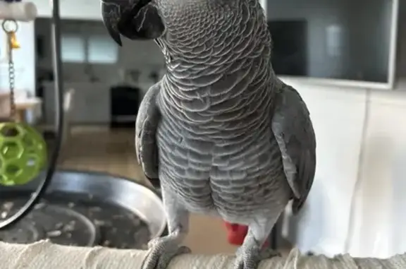 Lost Congo Grey Parrot in Hau'...