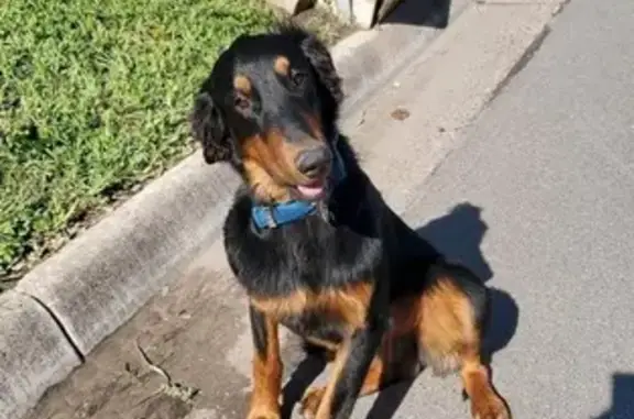 Lost Doberman in Atlanta: Friendly & Chipped