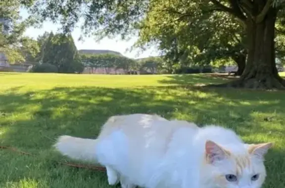 Lost Ragdoll Cat Near Red Roof Motel