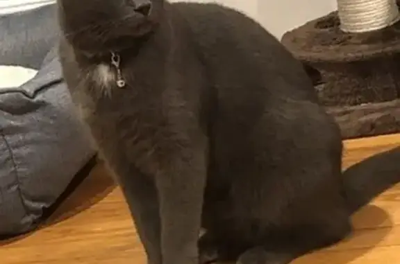 Lost: Large Grey Cat Nami in Valley Stream