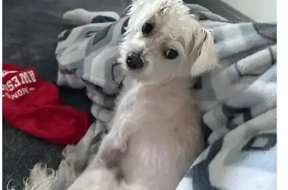 Lost Maltipoo Near Mountain Vista, LV