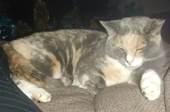 Missing Calico Cat in Colorado Springs