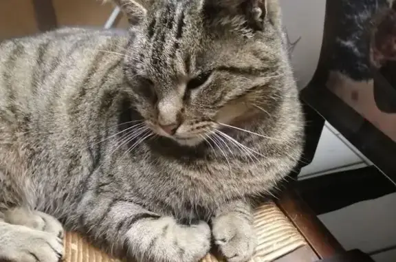 Chatte âgée perdue à Argentan - photo