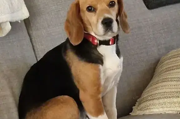 Chien perdu , photo : Beagle femelle perdue à Nostang, 56690