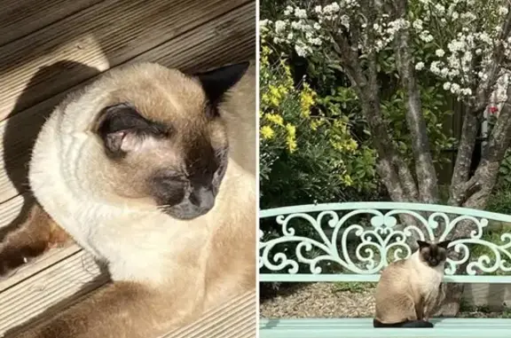 Lost Tonkinese Cat in McLaren Vale