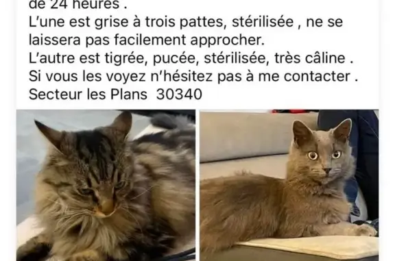 Chats disparus à Mas d'Amouroux - photo