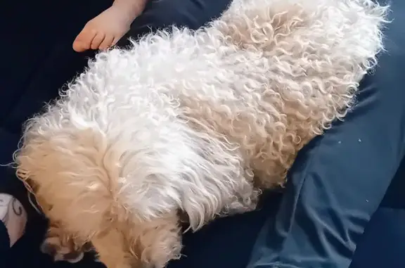 Petit chien âgé disparu, appelez au besoin - photo