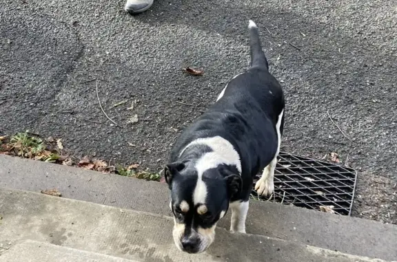 Chien trouvé , photo: Chienne type Staffordshire trouvée D665