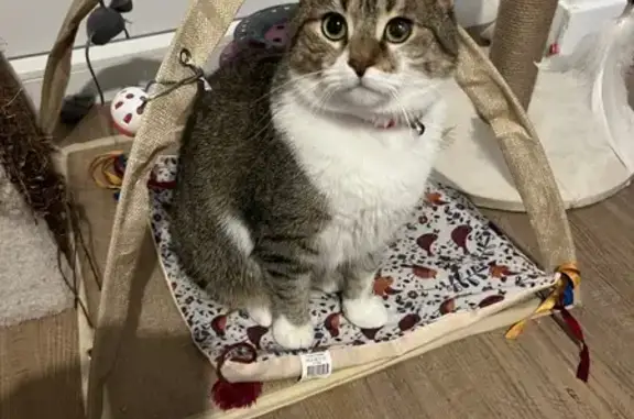 Animaux perdus , photo: Disparition: Chat Pita, Rives-en-Seine