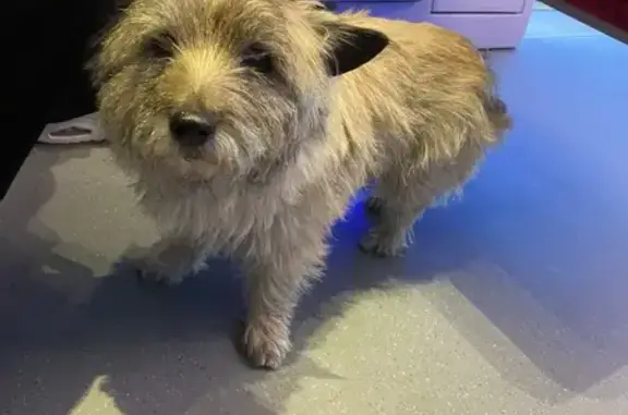 Chien trouvé , photo: Chien trouvé dans un train à Mantes-la-Jolie