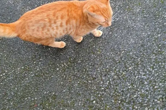 Jeune chat roux trouvé à Angers - photo