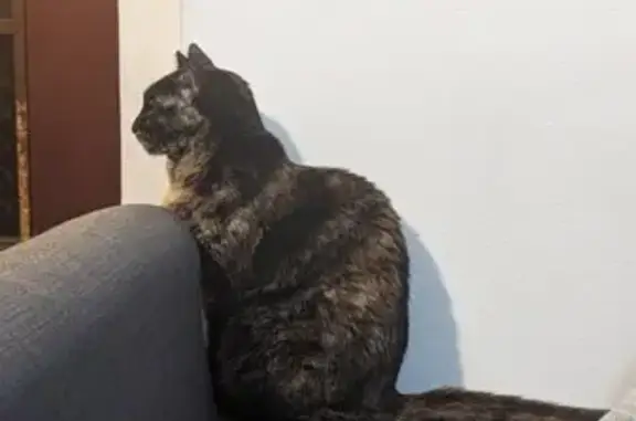 Help Find Peach: Missing Shorthair Tortie