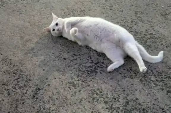 Friendly White Cat Found on Cope St, Sydney