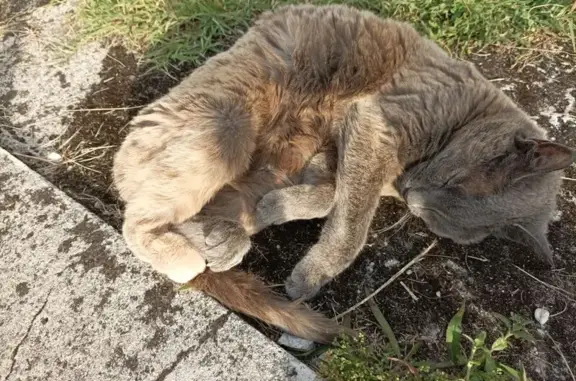 Petite chatte grise disparue à Mont - photo